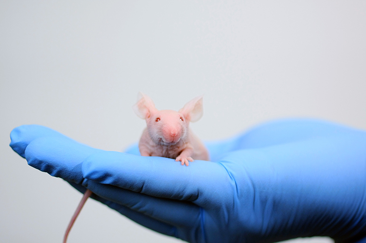 The Care and Husbandry of Immunodeficient Models