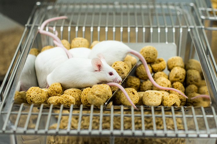 Is your lab animal diet the best choice for your study?