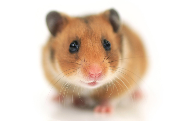 R1526 landing page image