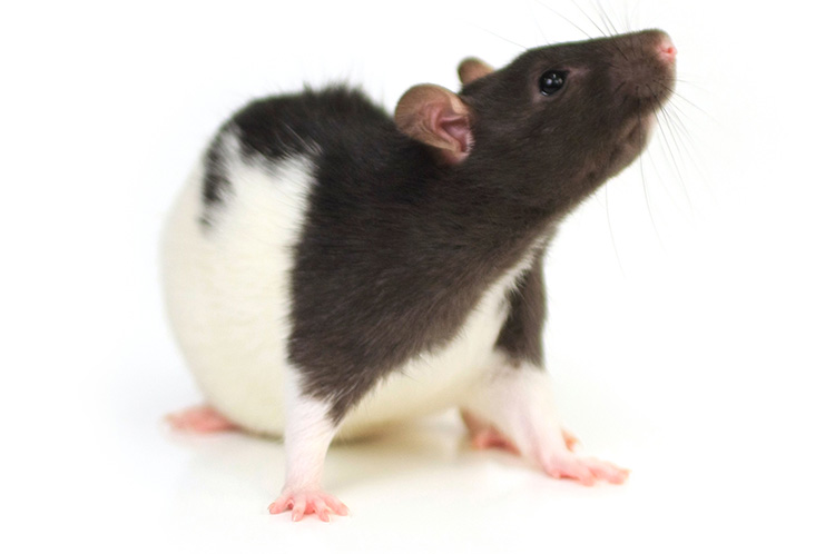 R1565 landing page image