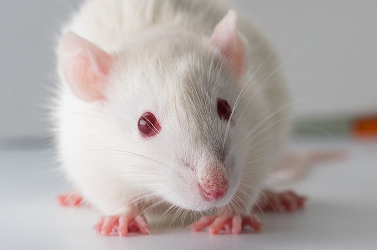 R1691 landing page image_mouse