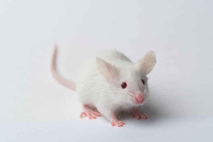 R675 LP Image