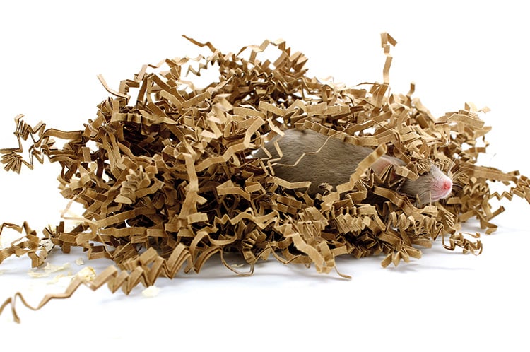 T0077 landing page image_mouse