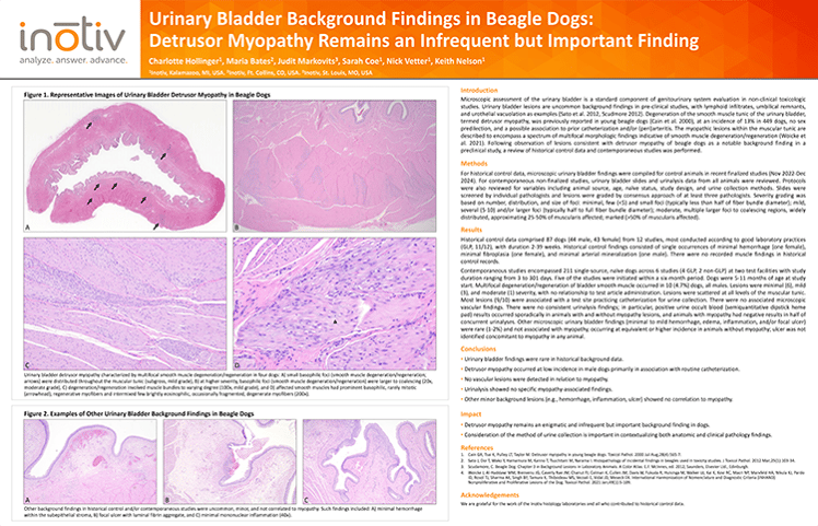 Inotiv-SciPos-Urinary-Bladder-Background-Findings-in-Beagle-Dogs-Detrusor-Myopathy-Remains-an-Infrequent-but-Important-Finding